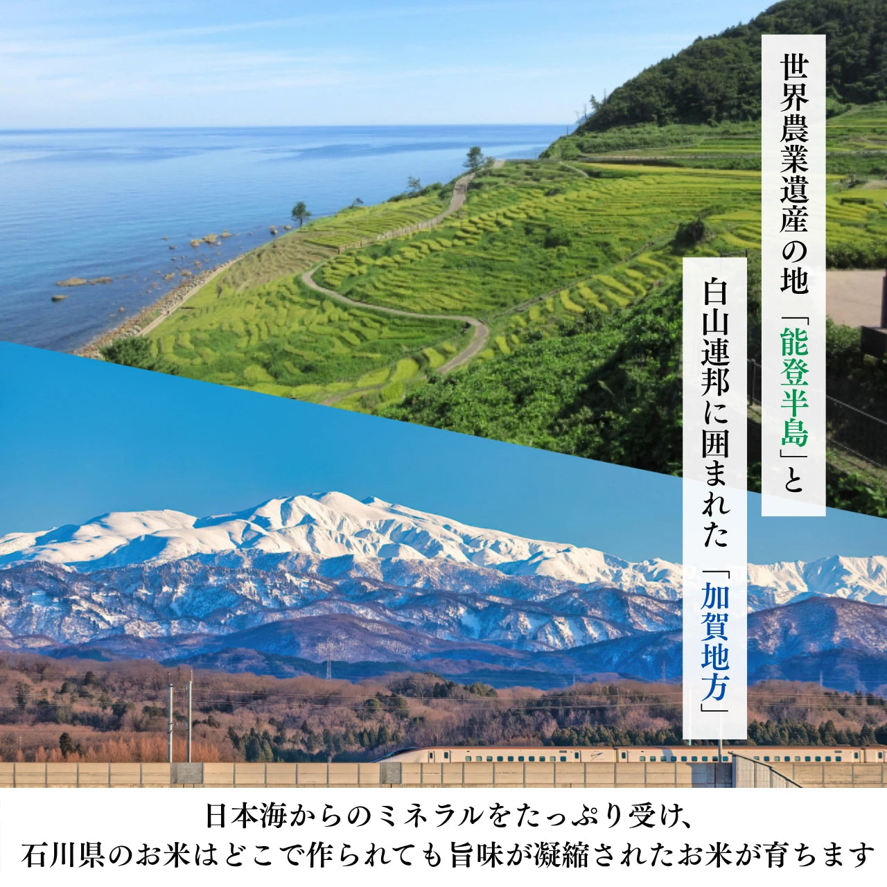 ［無洗米］石川県産こしひかり 20kg