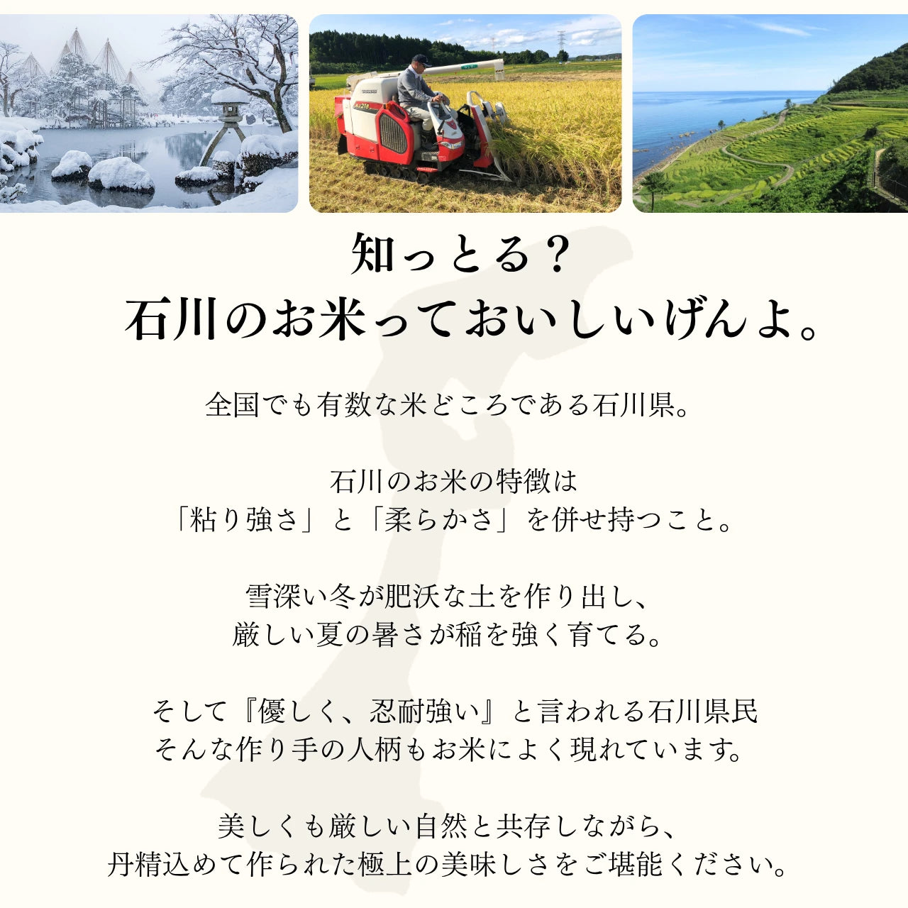 ［無洗米］石川県産こしひかり 20kg